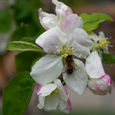 Una historia de flores y abejas