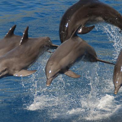 Carrera de delfines