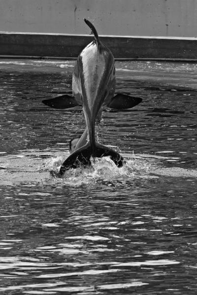 Espectaculo delfines-Zoo Madrid