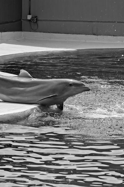  Delfín en el Zoo de Madrid
