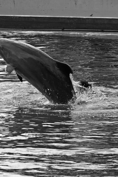 Delfines Zoo Acuario Madrid
